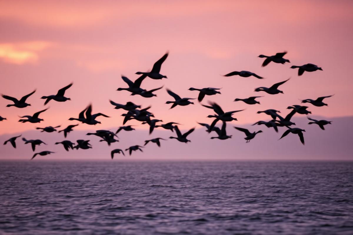 Waterfowl Safaris